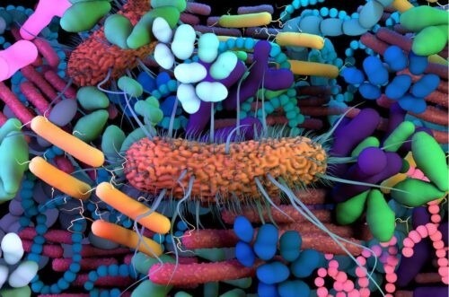 Gut Microbiome