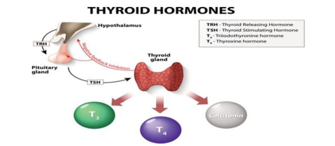 Brain Thyroid Function